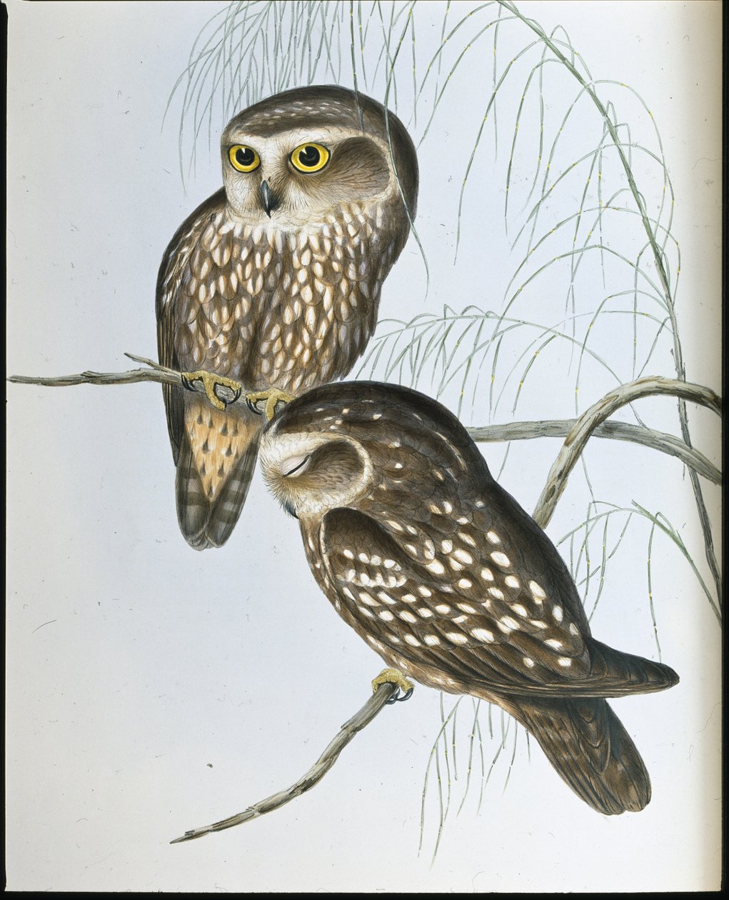 Fleckeneule von John (after) Gould