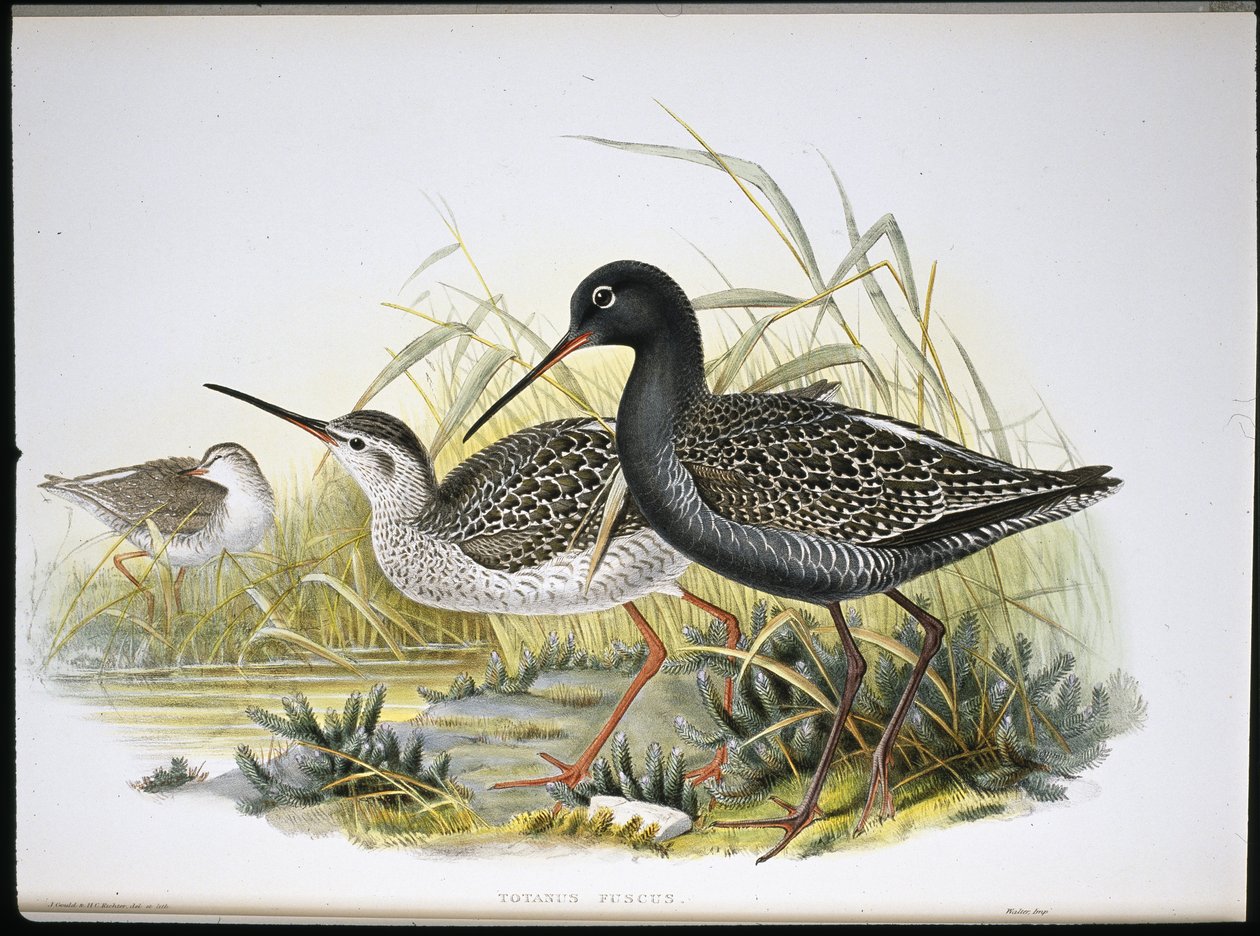 Dunkler Wasserläufer von John (after) Gould