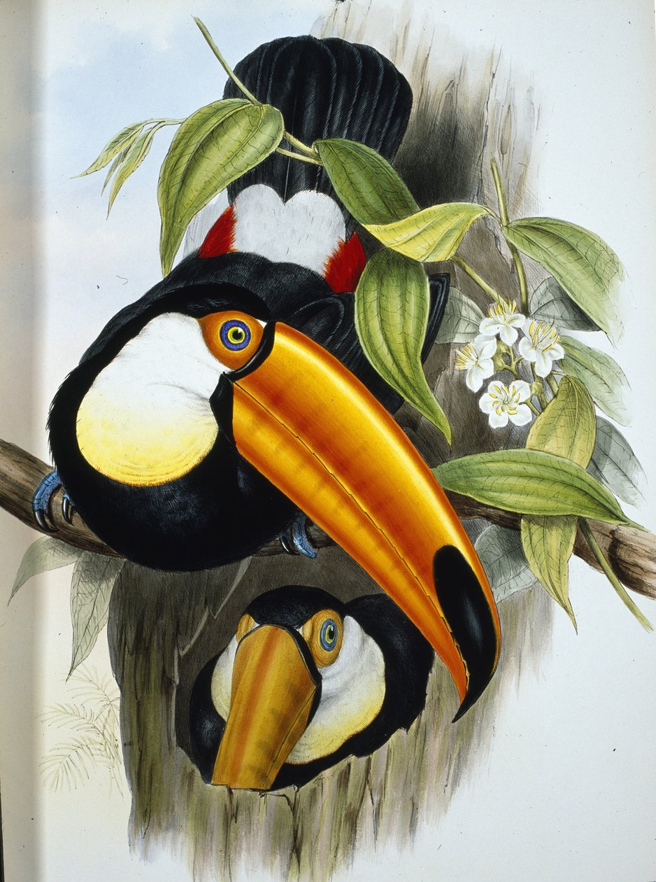 Toco-Tukan (Ramphastos Toco) von John (after) Gould