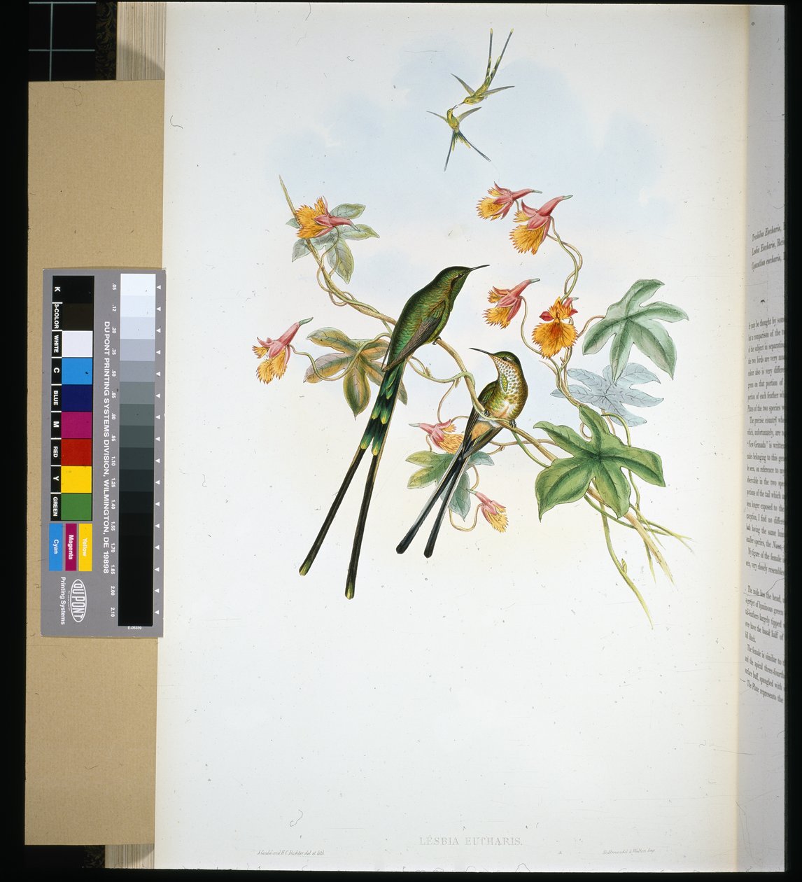Trainträger (Lesbia Eucharis) von John (after) Gould