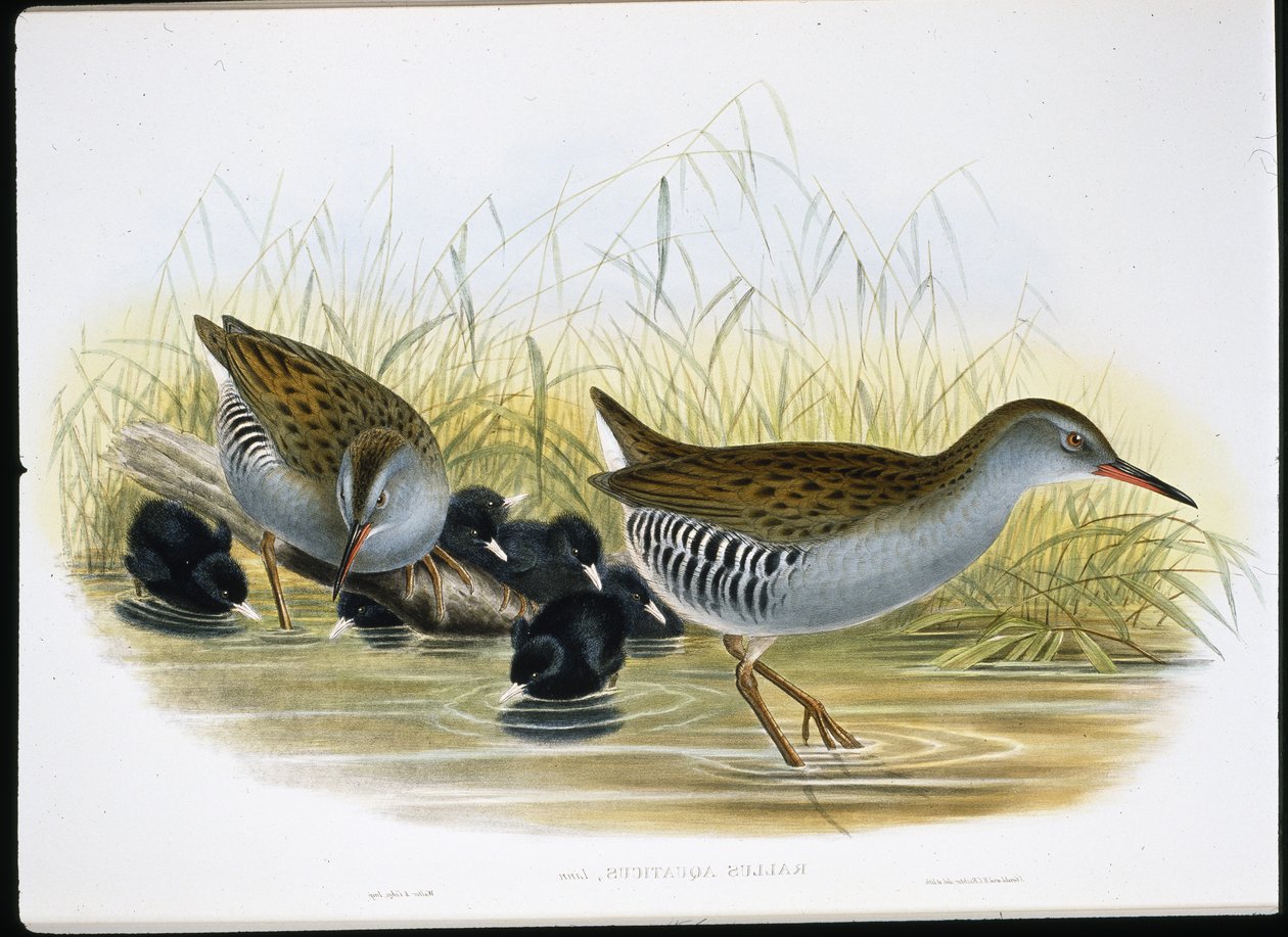 Wasserralle (Rallus Aquaticus) von John (after) Gould