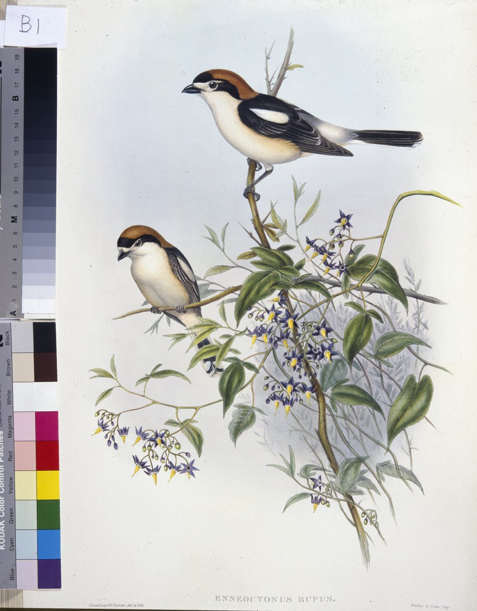 Rotkopfwürger (handkolorierte Lithografie) von John (after) Gould
