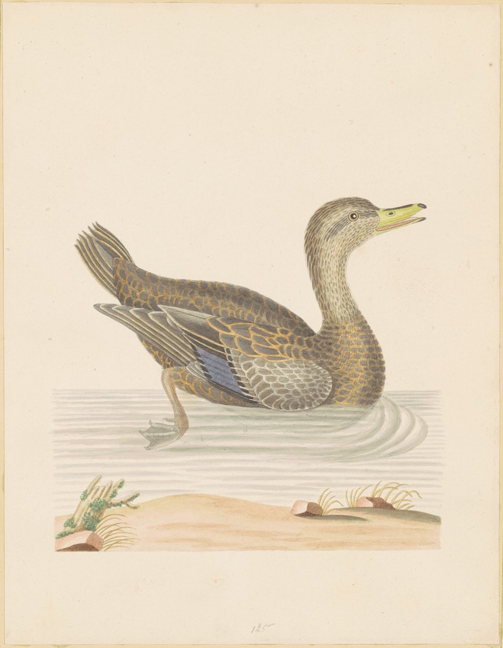 Rohanente von John Abbot