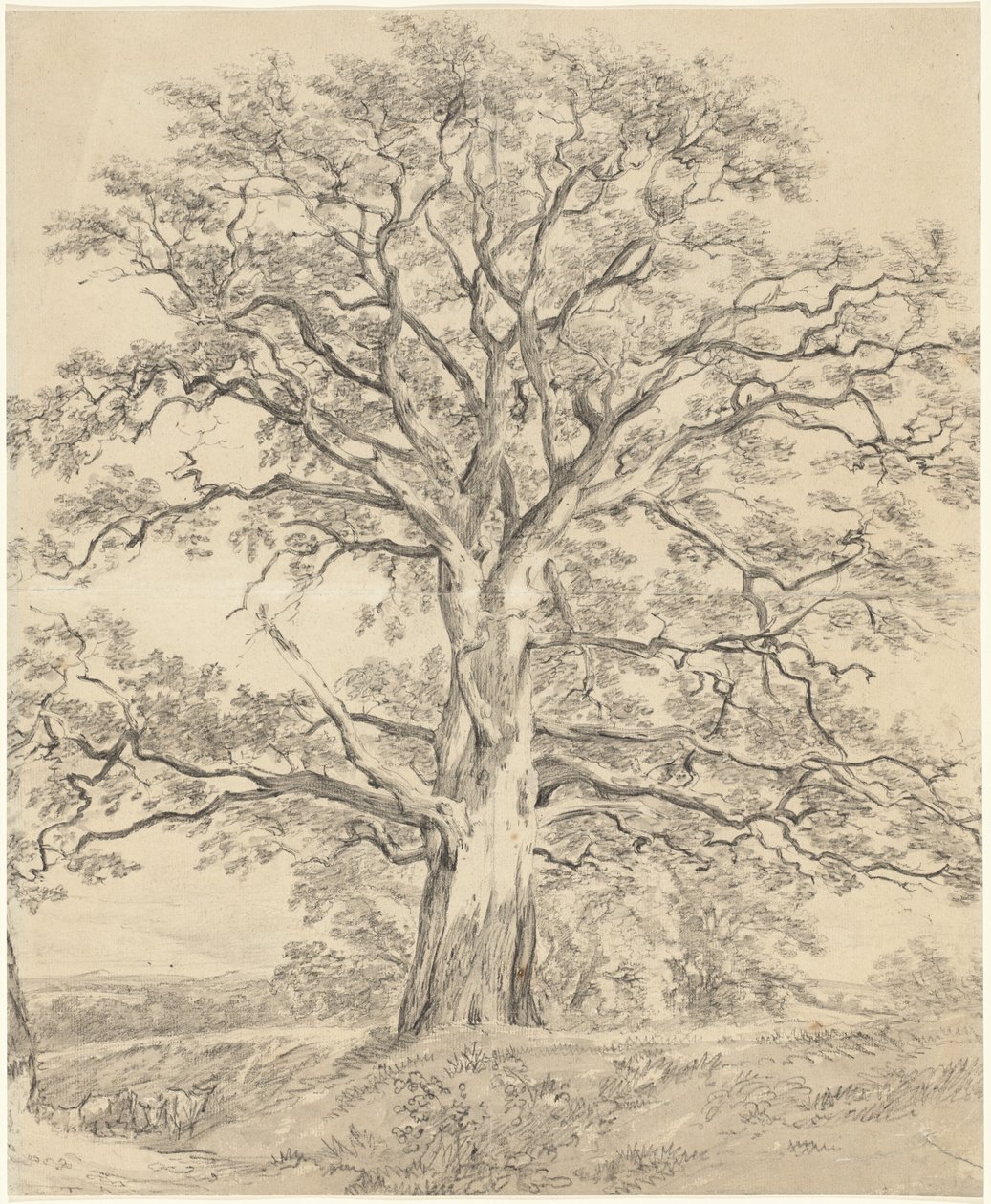 Eine große Eiche von John Constable