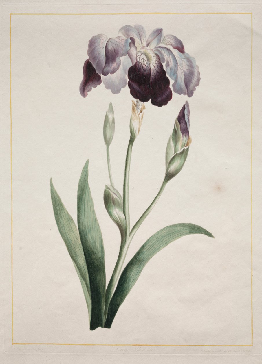 Japanische Iris (Große blaue Iris) von John Edwards