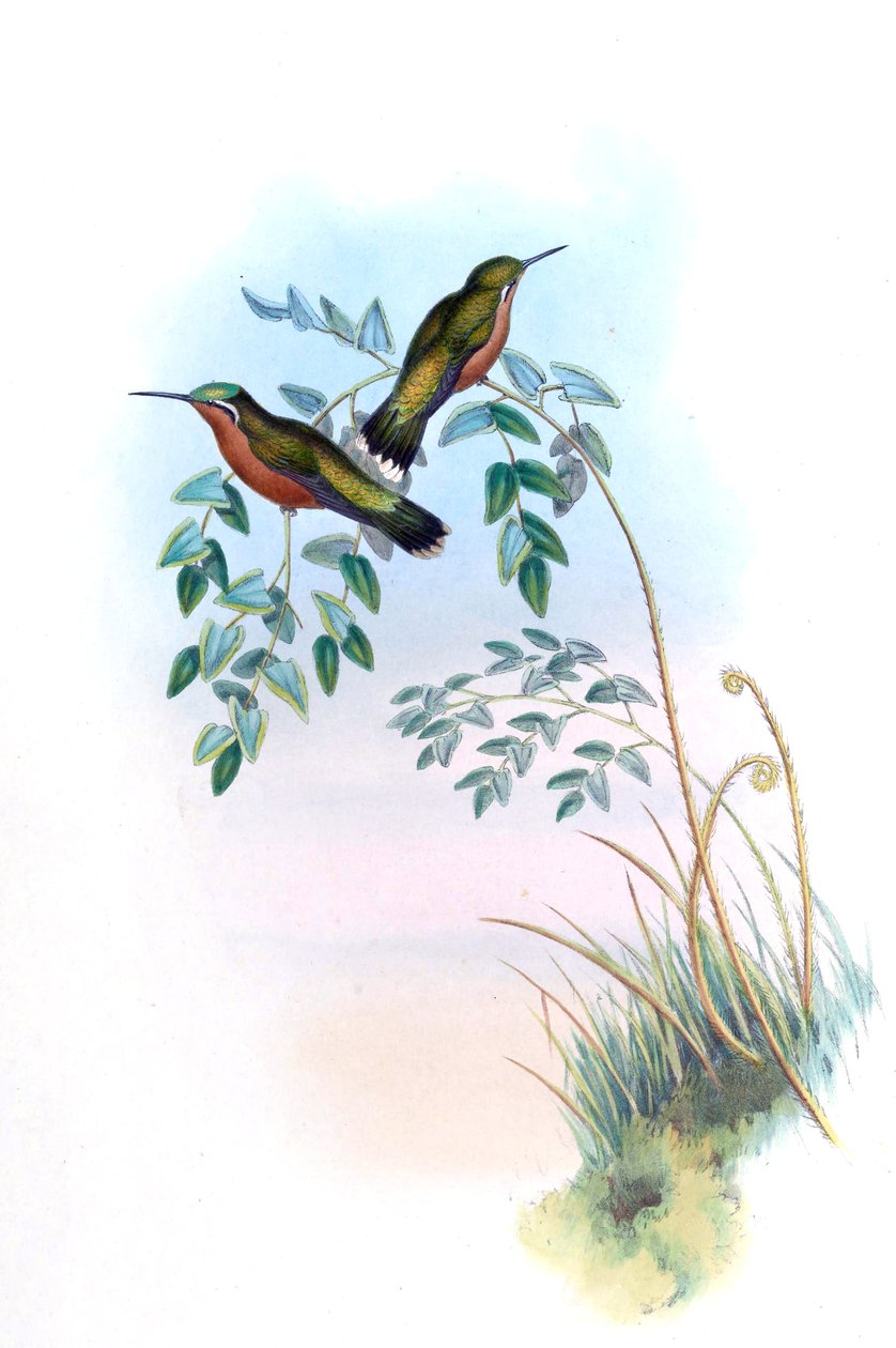 Adelomyia castaneiventris = Lampornis castaneoventris von John Gould