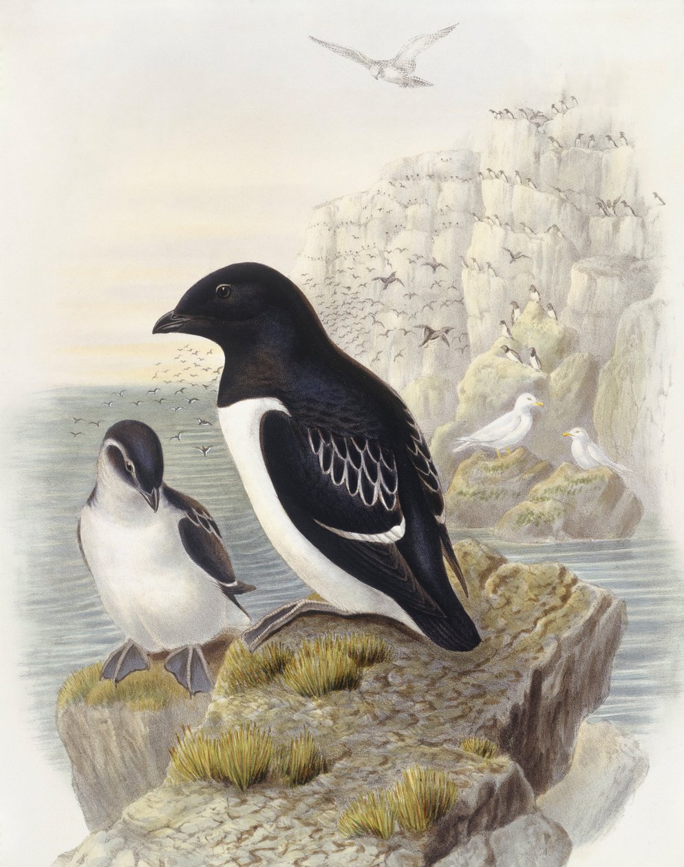 Krabbentaucher (Alle alle), Gravur von John Gould von John Gould