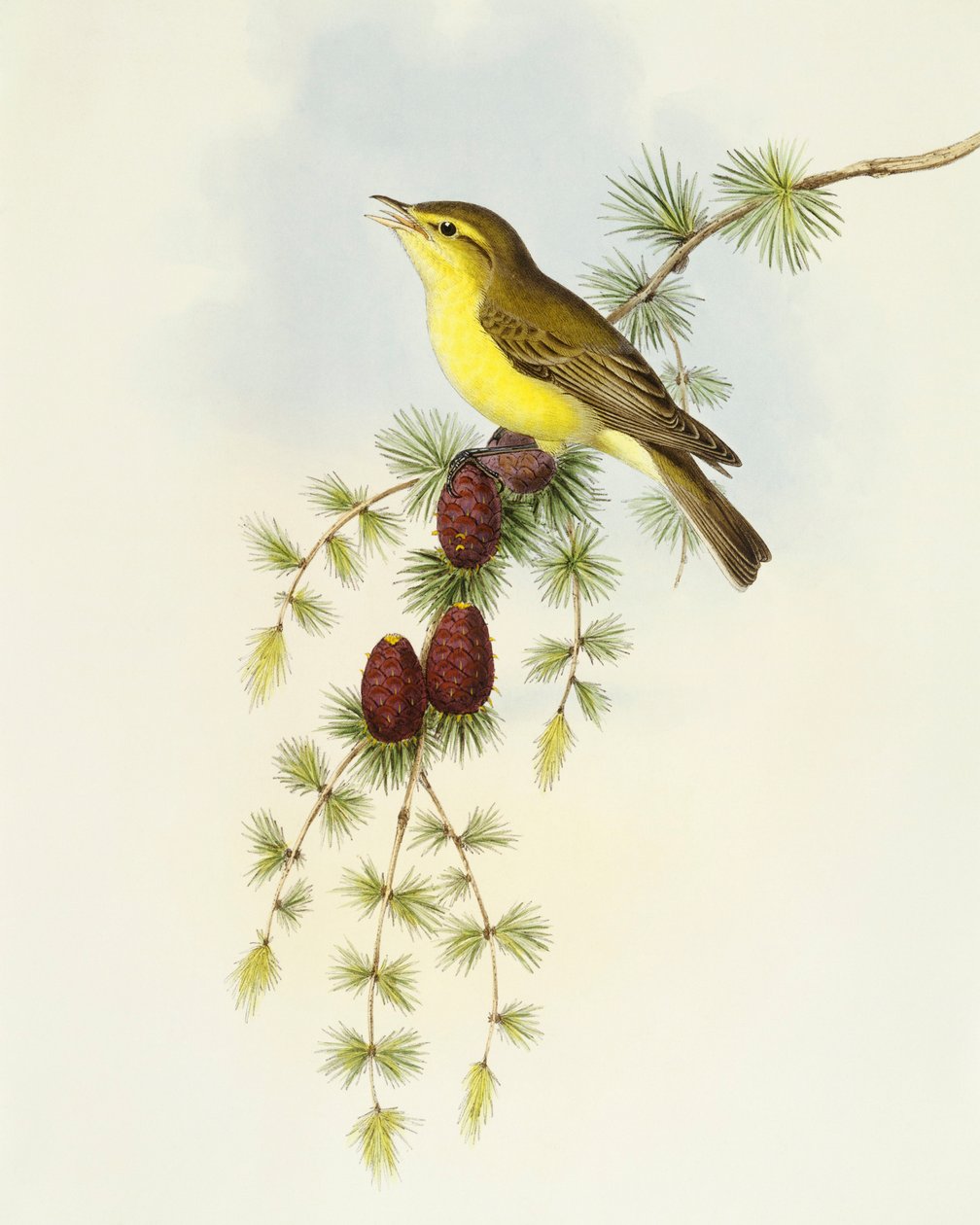 Schnäpper (Ficedula hypolaris) von John Gould