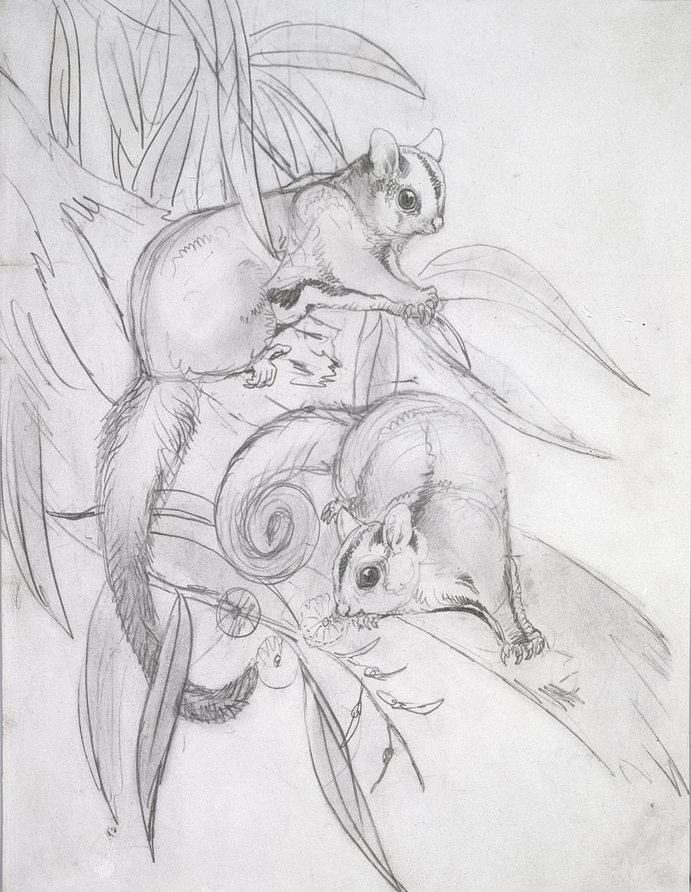 Gleitbeutler von John Gould