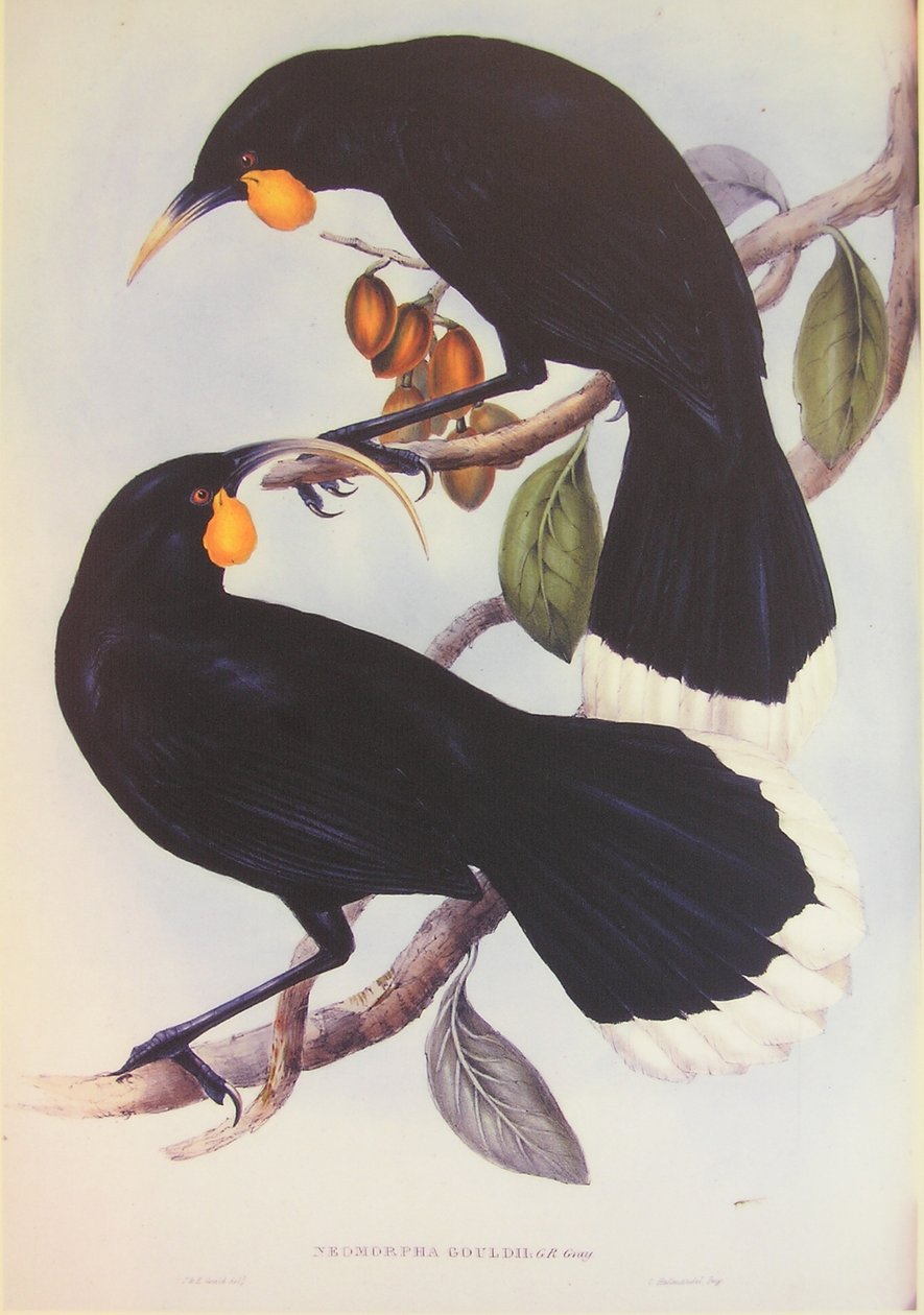 Huia-Paar Illustration von John Gould