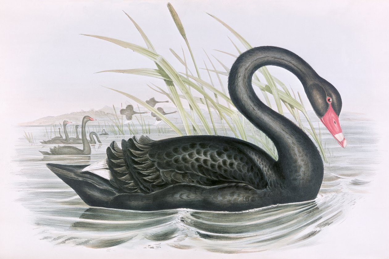 Unbekanntes Bild von John Gould