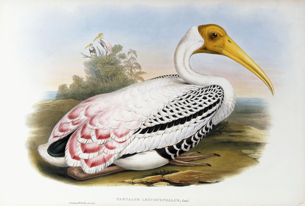 Weißkopf-Ibis; Tantalus Leucocephalus von John Gould