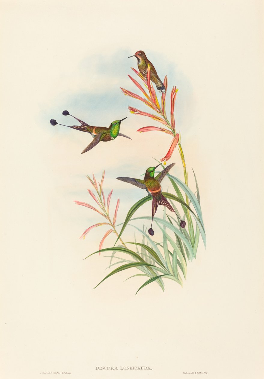 Discura longicauda (Racket-Tail) von John Gould and H.C. Richter