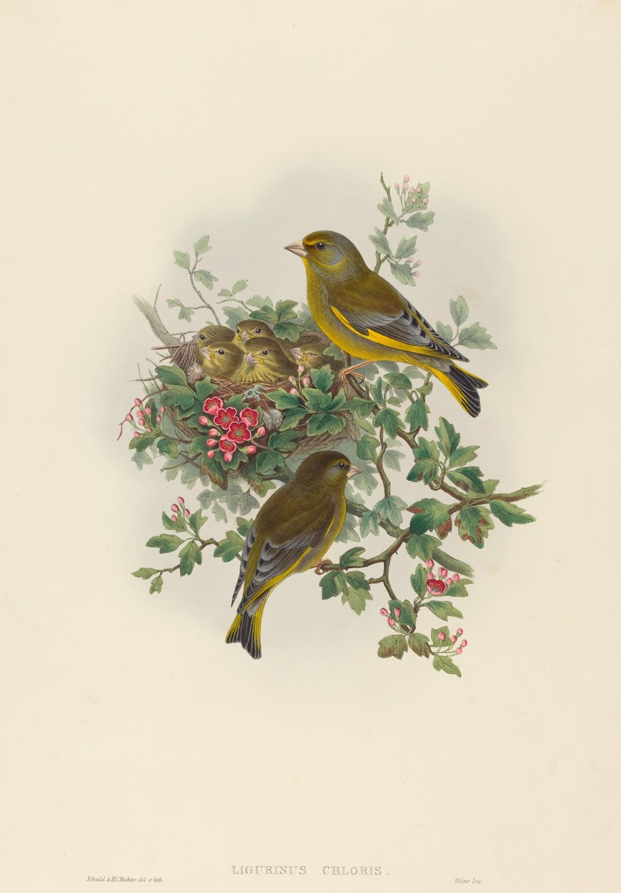 Grünfink von John Gould and H.C. Richter