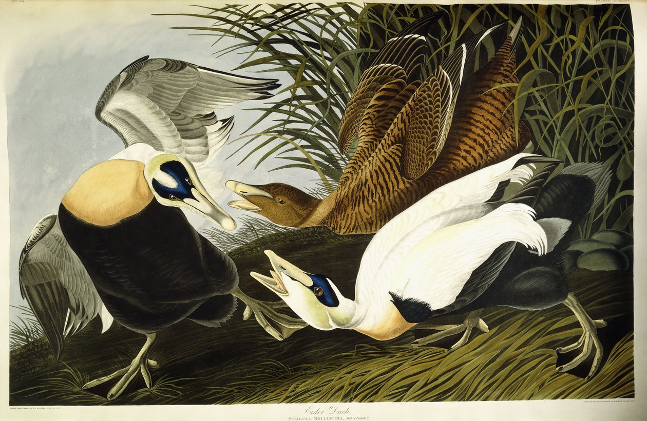 Eiderente, Männchen und Weibchen von John James (after) Audubon