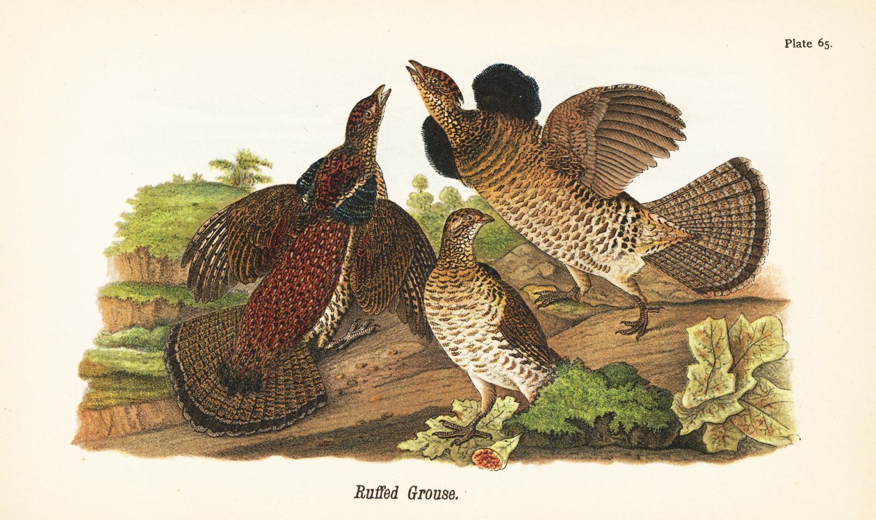 Kragenhuhn, Bonasa umbellus von John James (after) Audubon