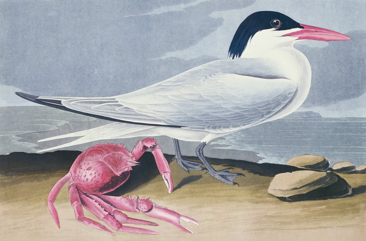 Cayenne-Seeschwalbe von John James Audubon