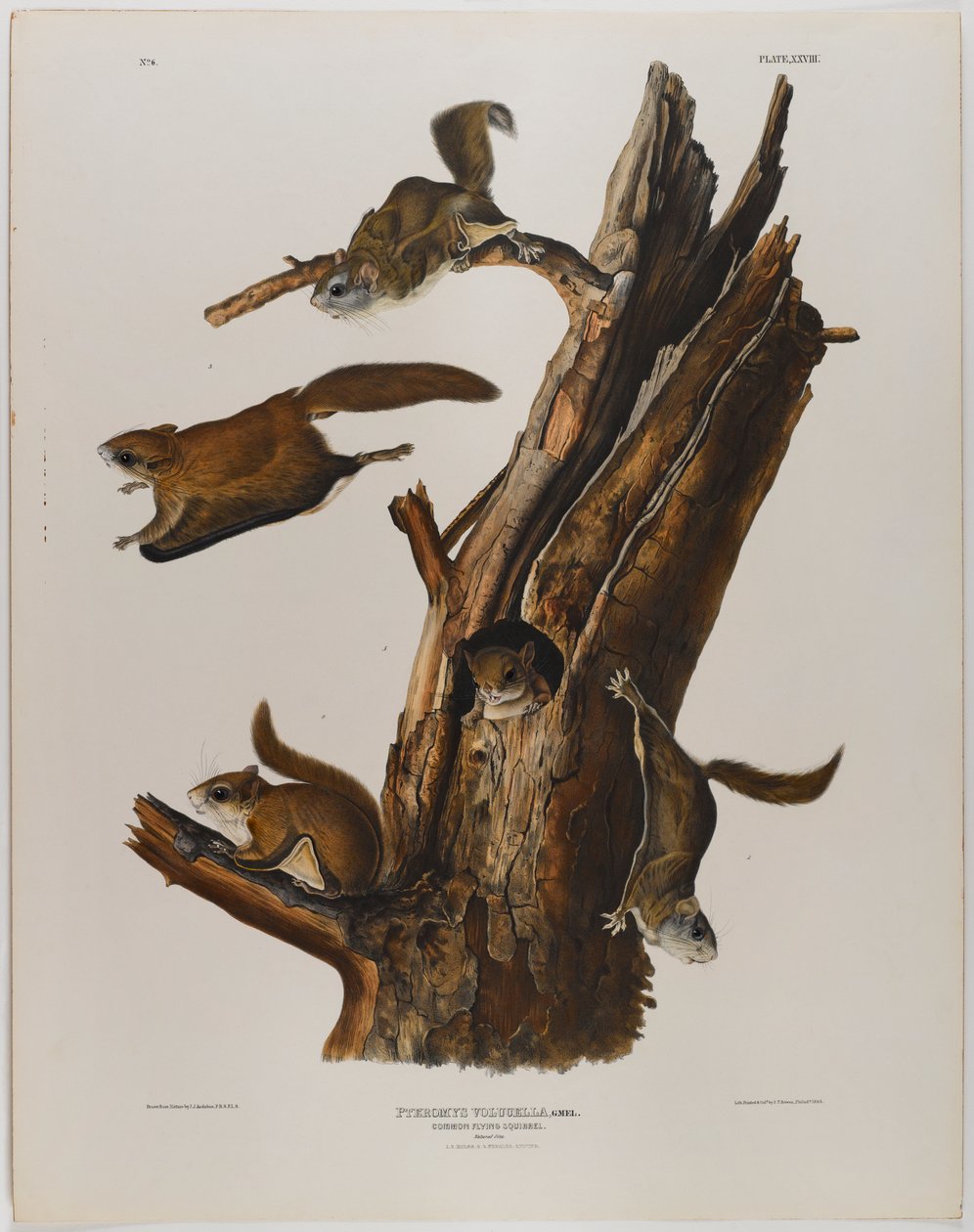 Gewöhnliches Flughörnchen von John James Audubon