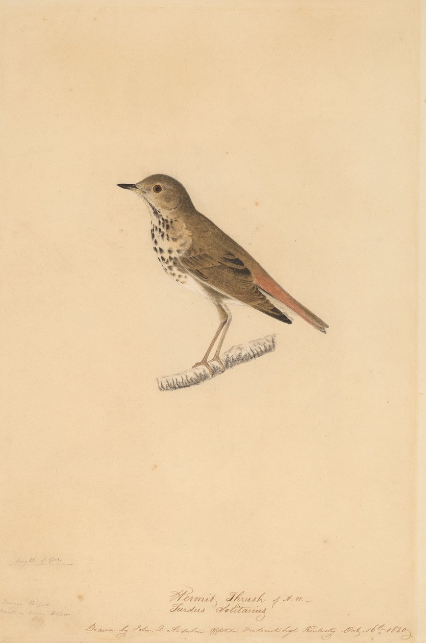Einsiedlerdrossel, 1820 von John James Audubon