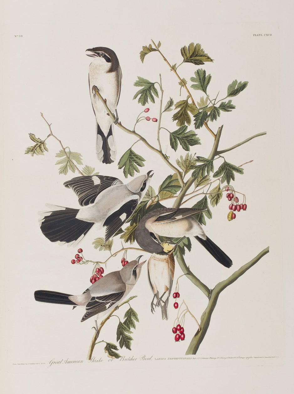 Illustration aus 
