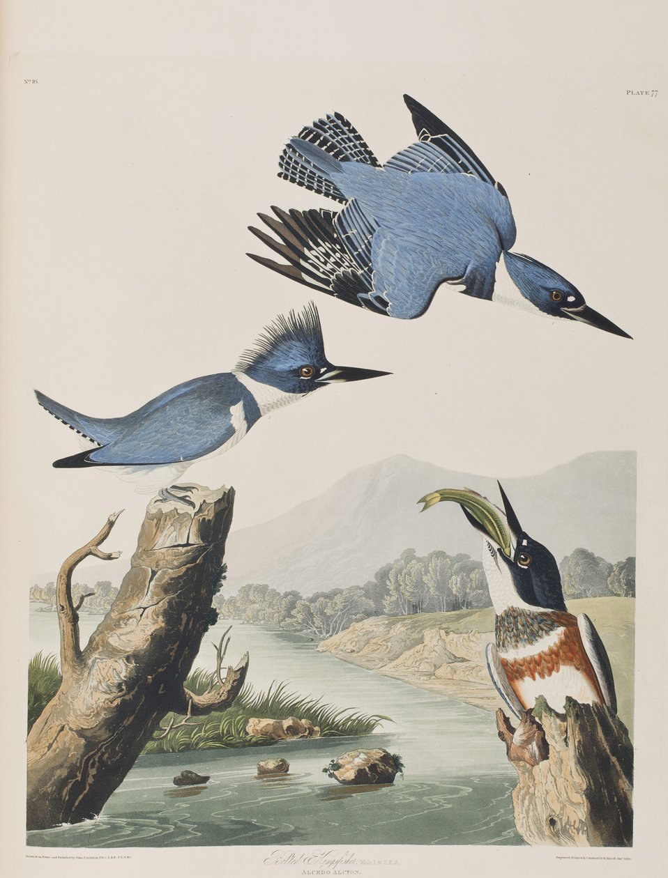 Illustration aus 