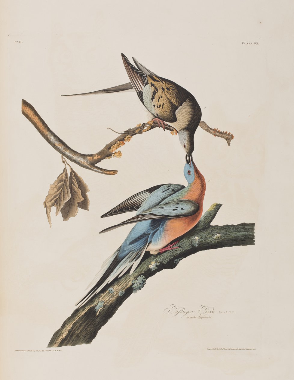 Illustration aus 
