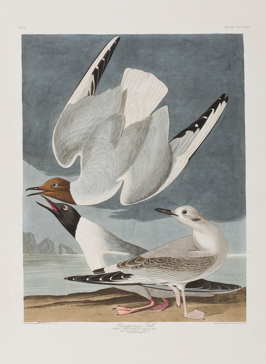 Illustration aus 