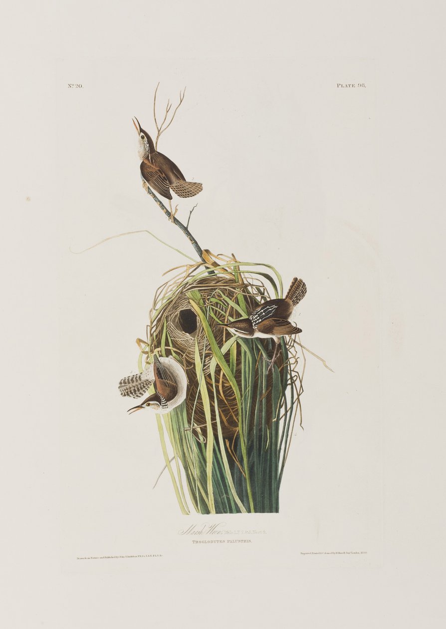 Illustration aus 