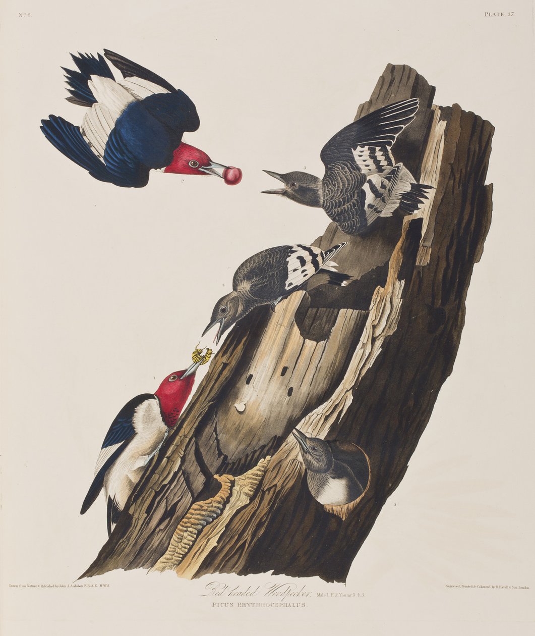 Illustration aus 