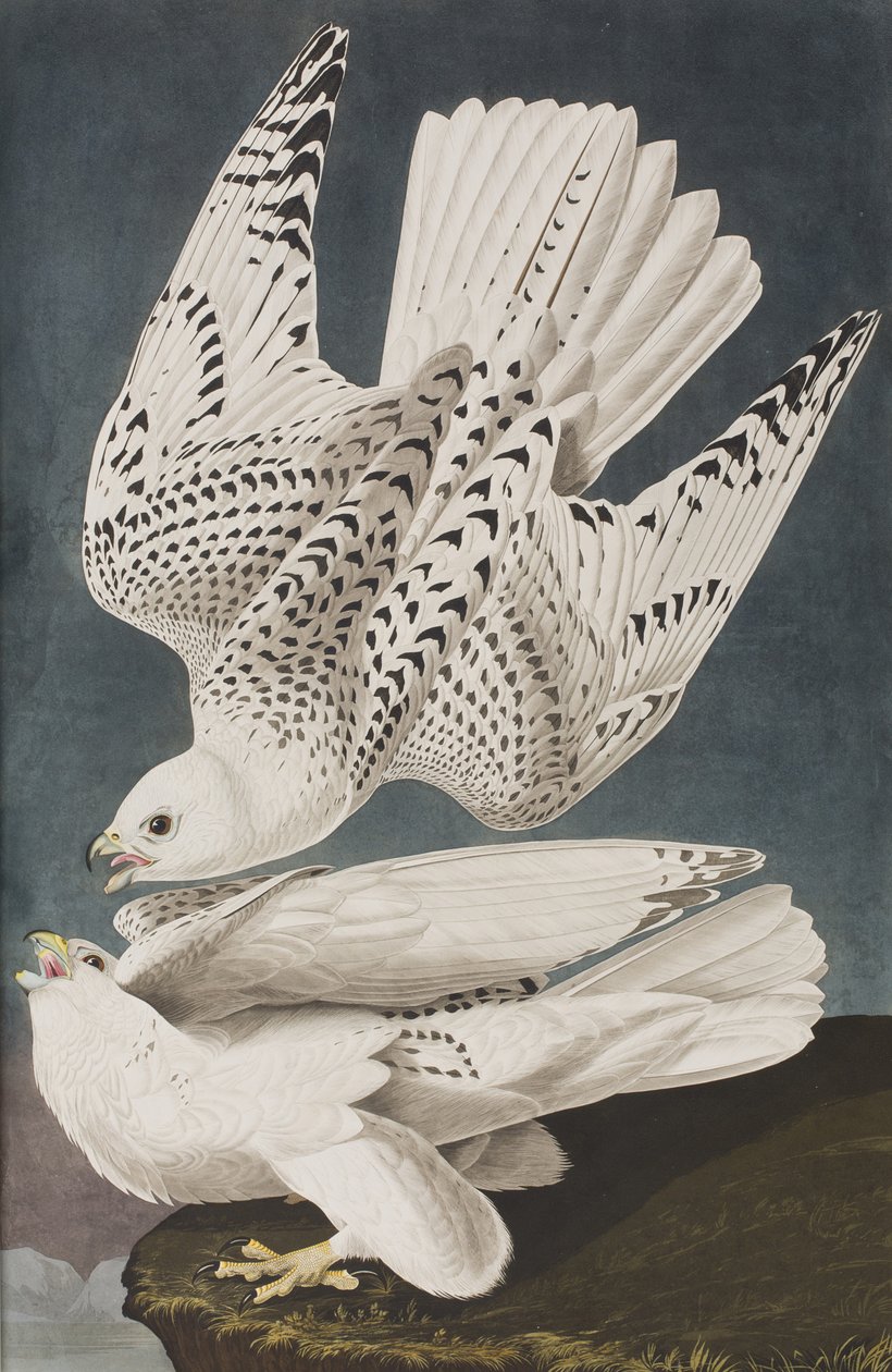 Illustration aus 