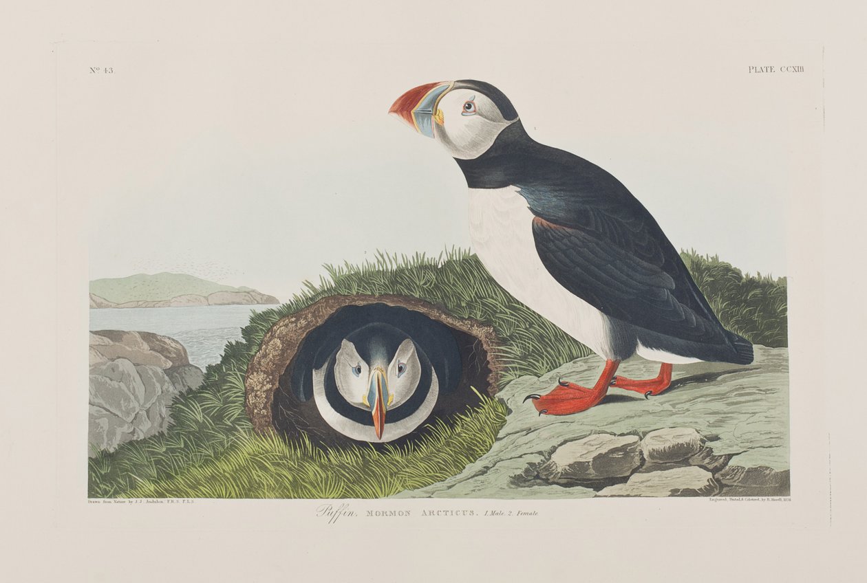 Illustration aus 