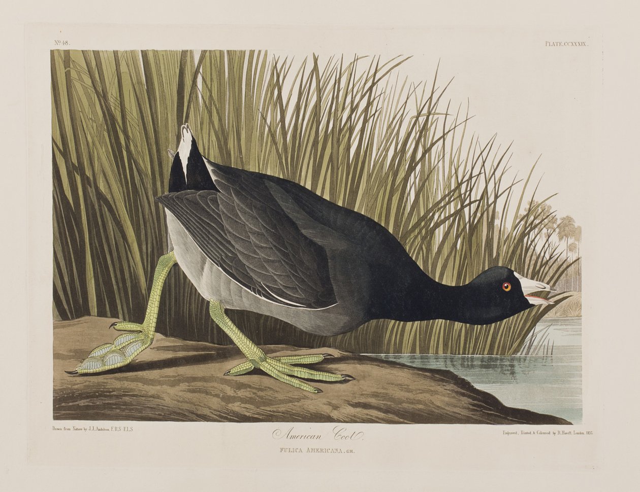 Illustration aus 