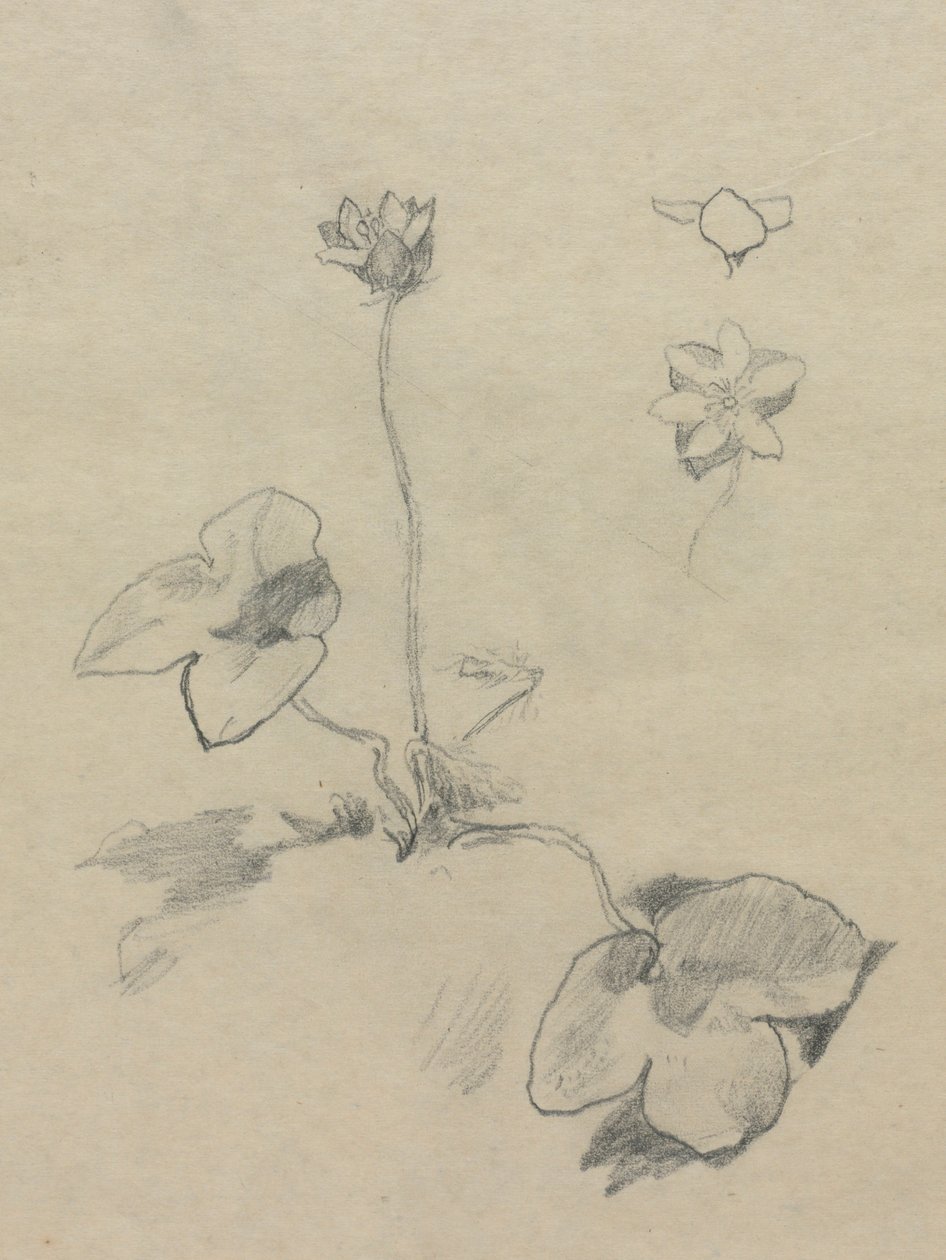 Anemone von John La Farge