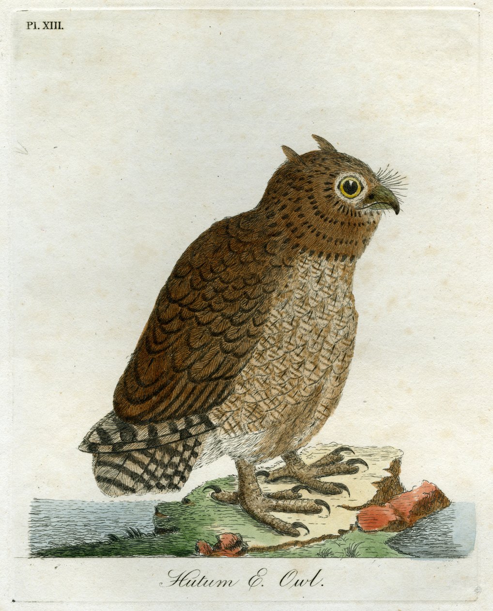 Hutum-Eule, 1821 von John Latham