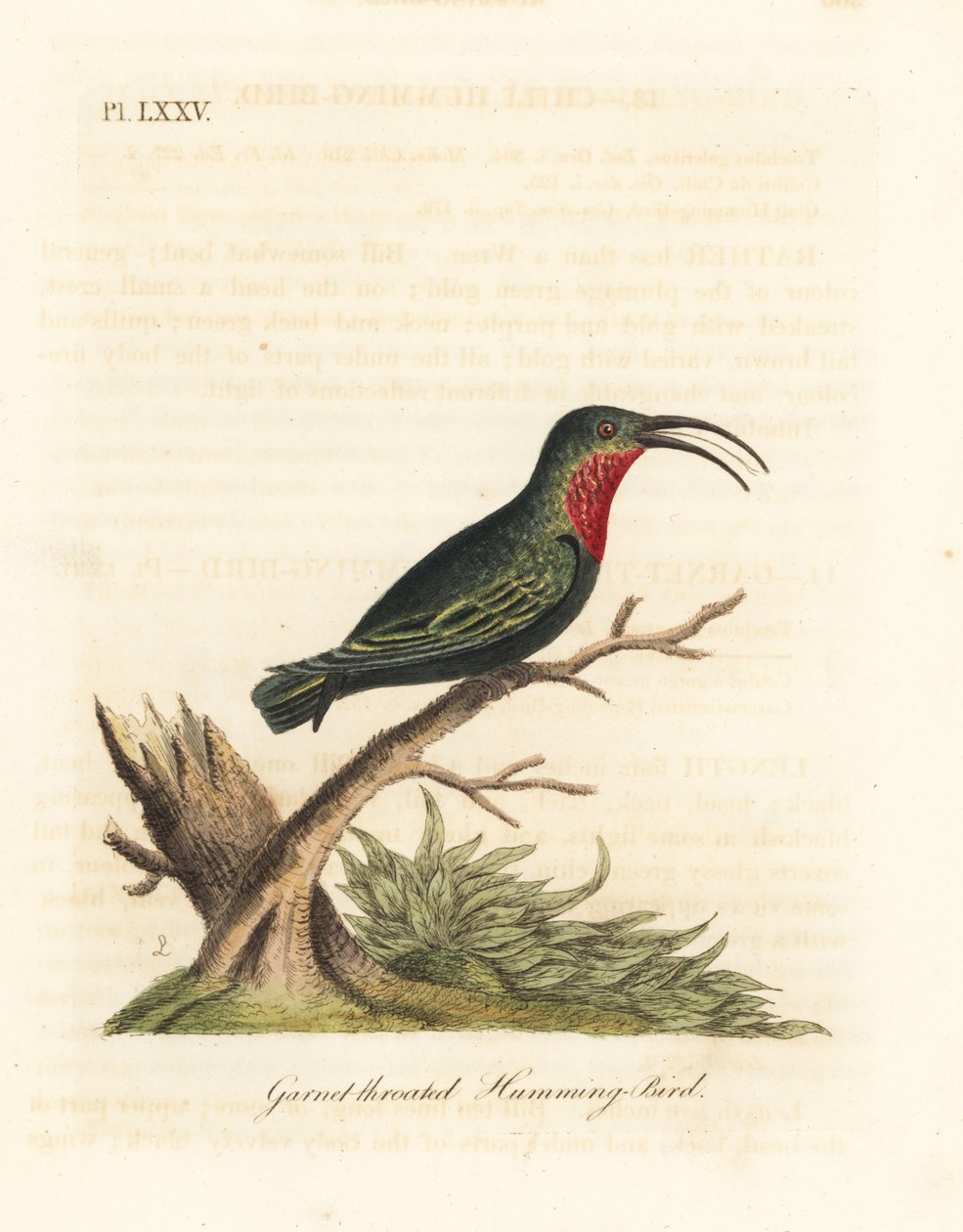 Purpurkehlkarib, Eulampis jugularis (Granatkehlkolibri, Trochilus granatinus). Handkolorierte Kupferplatte gezeichnet und graviert von John Latham aus seiner eigenen A General History of Birds, Winchester von John Latham