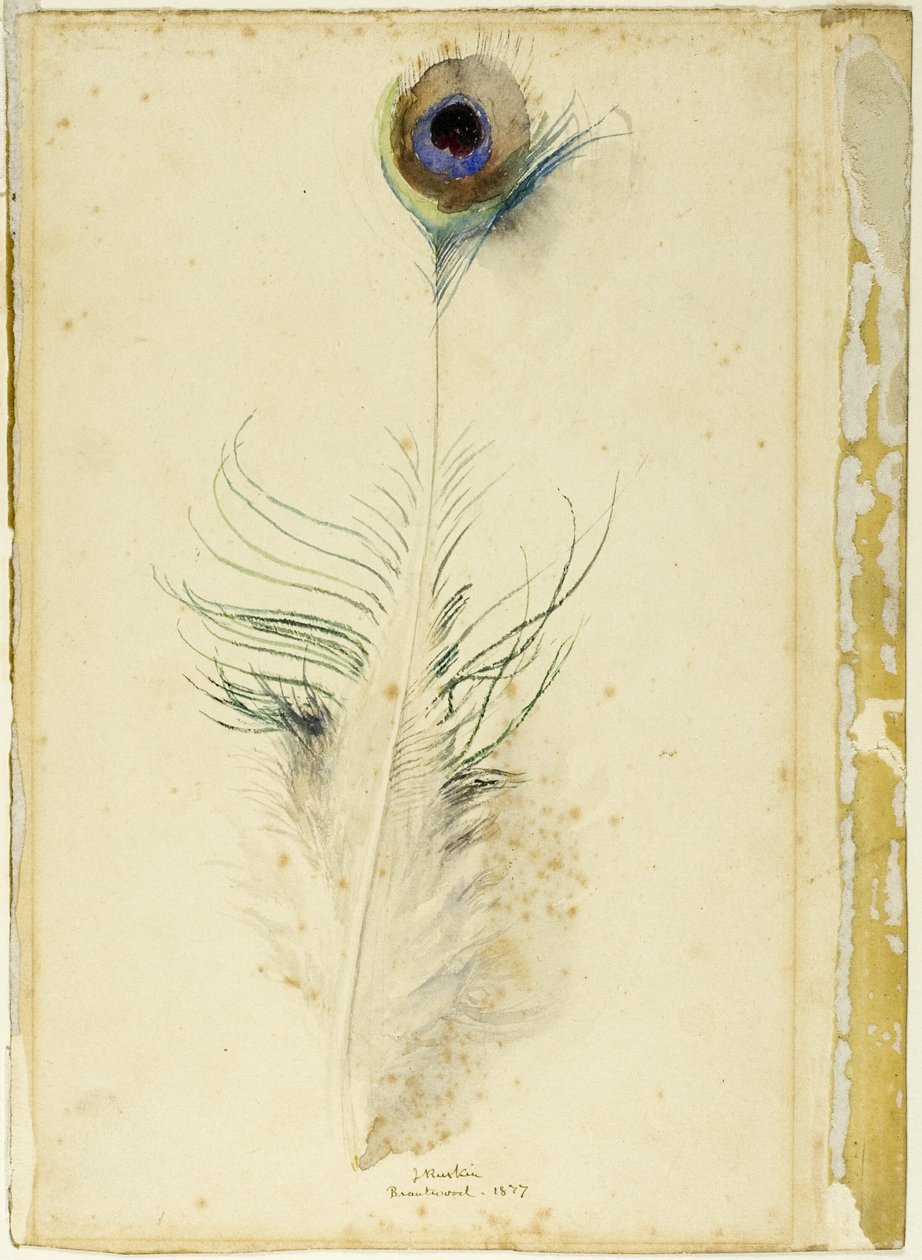 Pfauenfeder von John Ruskin