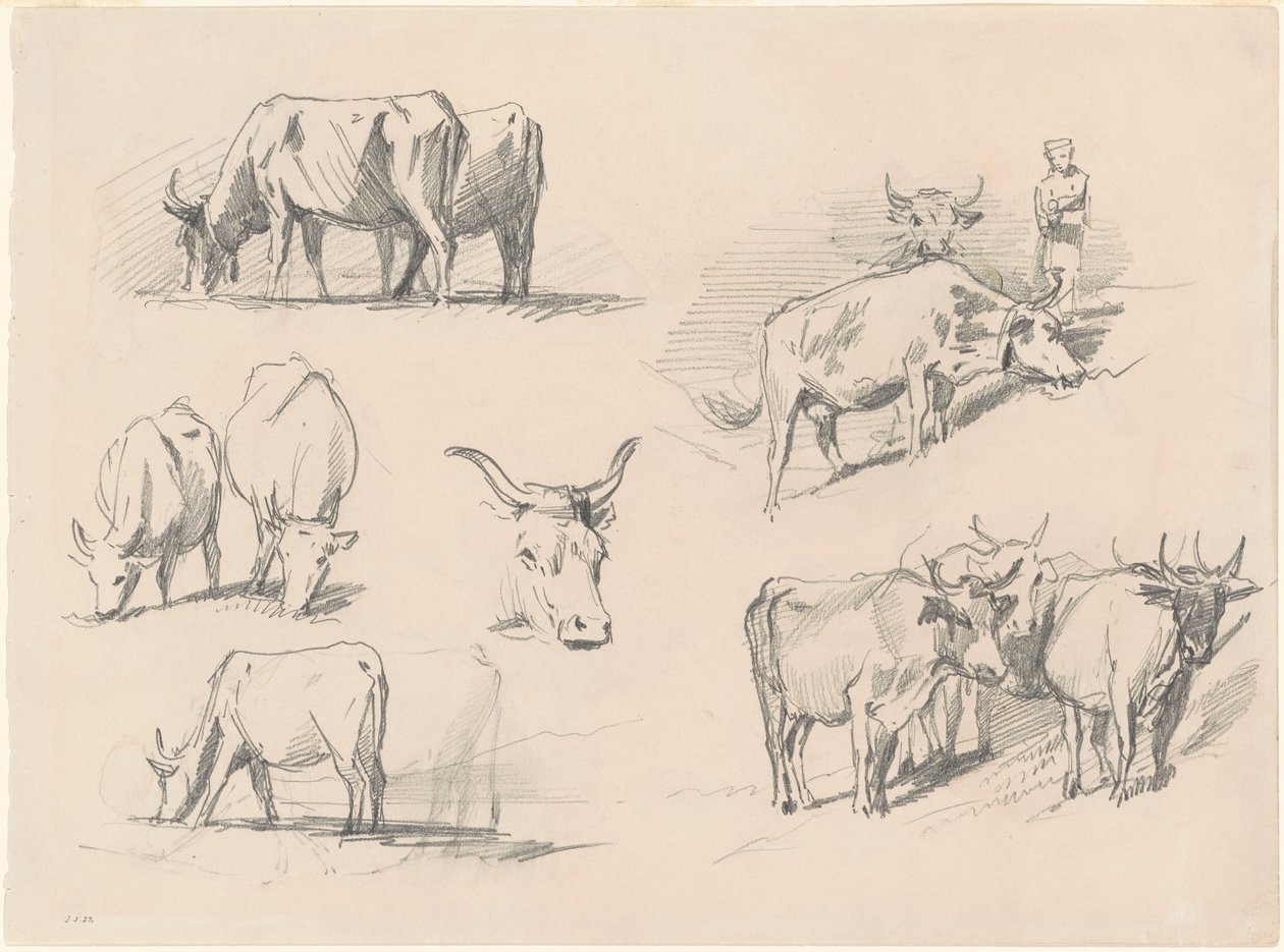 Studien von Rindern von John Singer Sargent