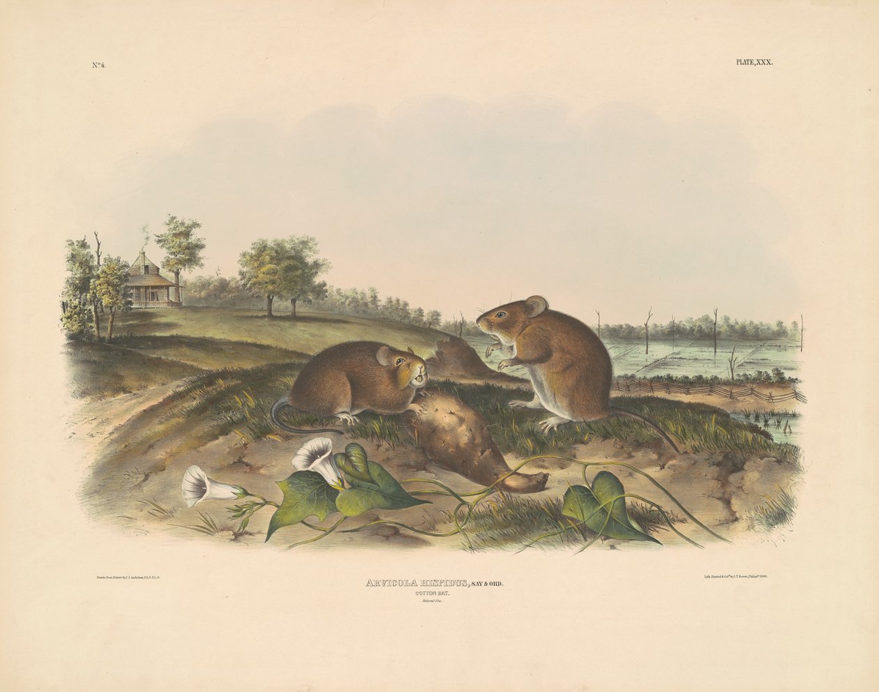Baumwollratte von John T. Bowen, after John James Audubon