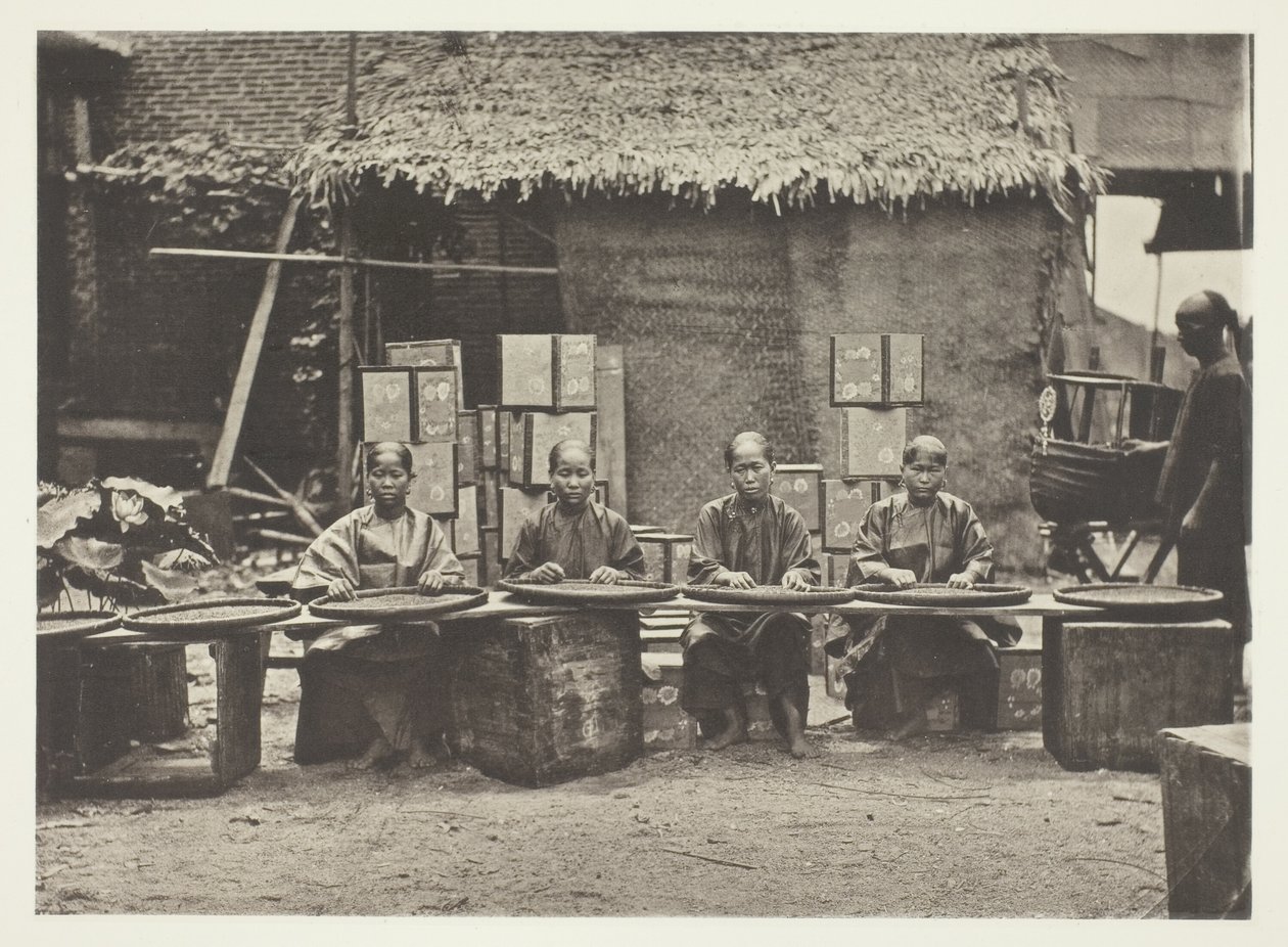 Teeernte in Kanton von John Thomson