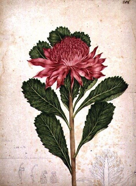 Waratah, Telopea speciosissima von John William Lewin