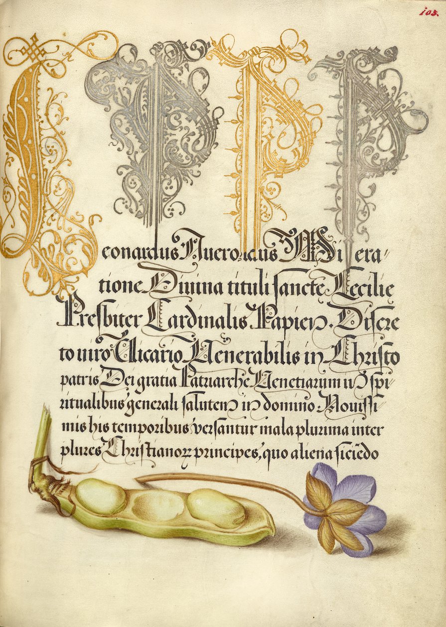 Dicke Bohne und Leberblümchen von Joris Hoefnagel