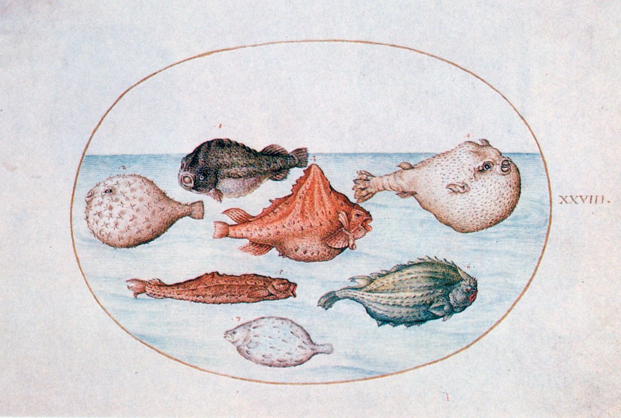 Fisch, 16. Jahrhundert von Joris Hoefnagel