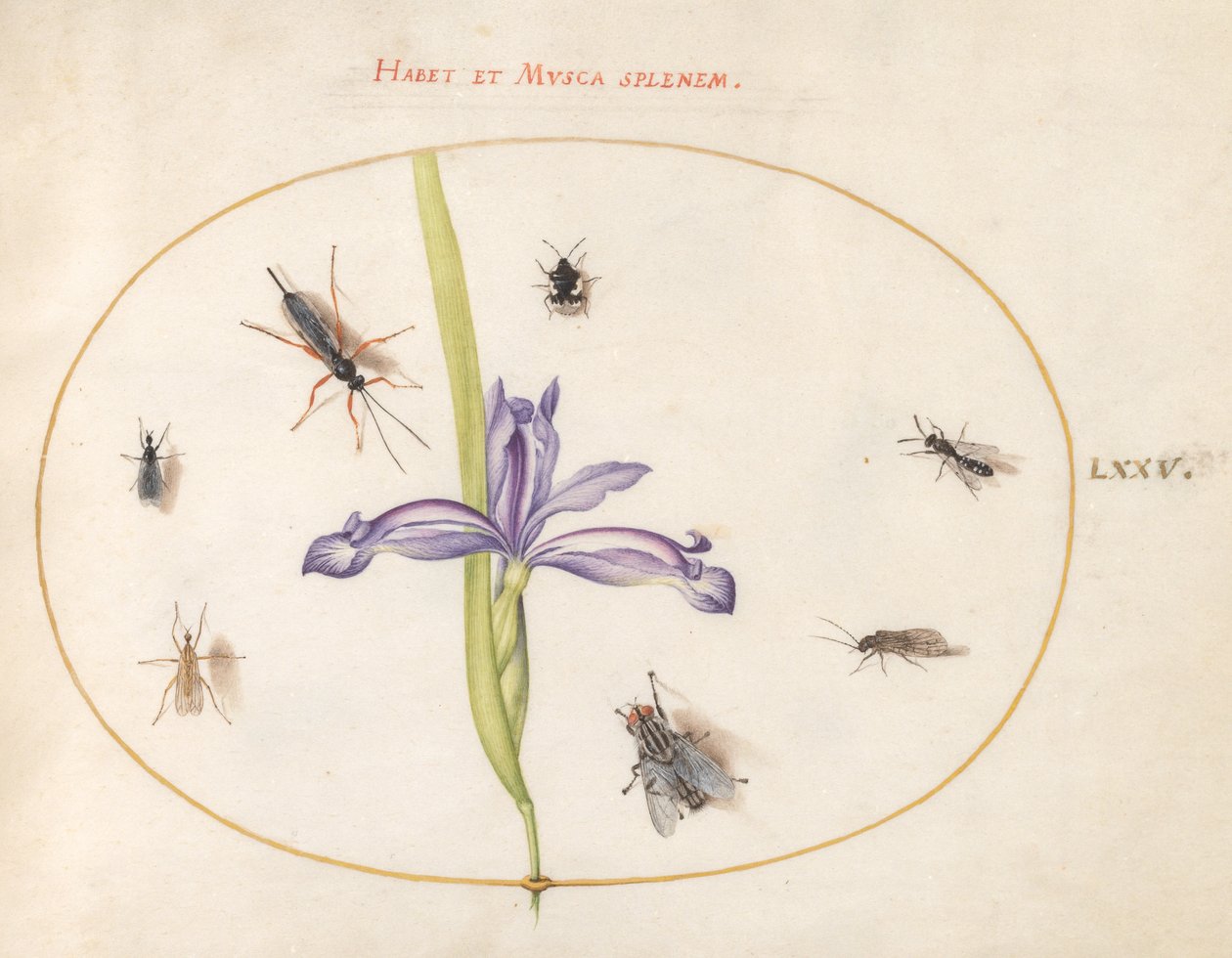 Insekten, ca. 1575-80 von Joris Hoefnagel