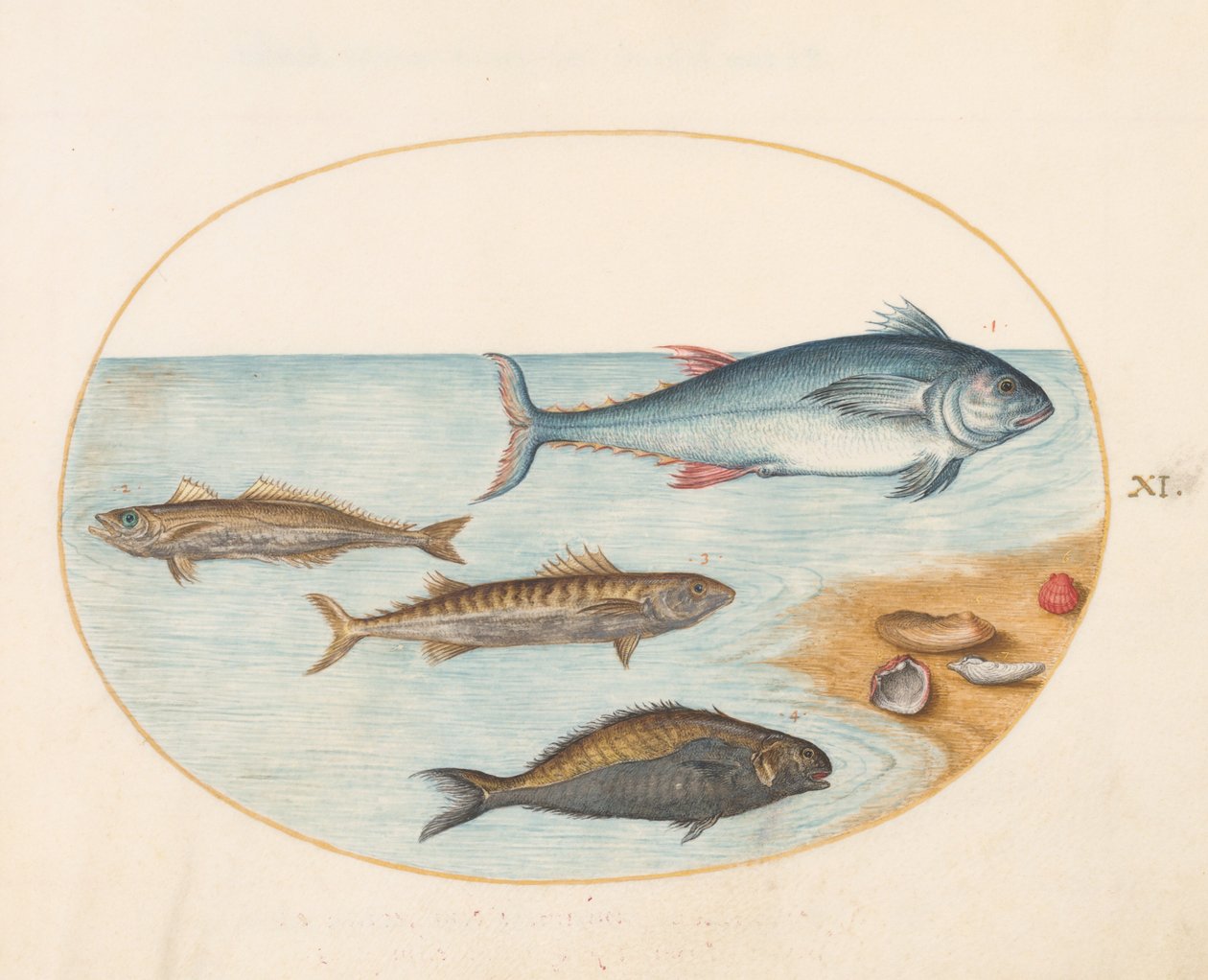 Tafel 11: Vier Fische und Muscheln von Joris Hoefnagel