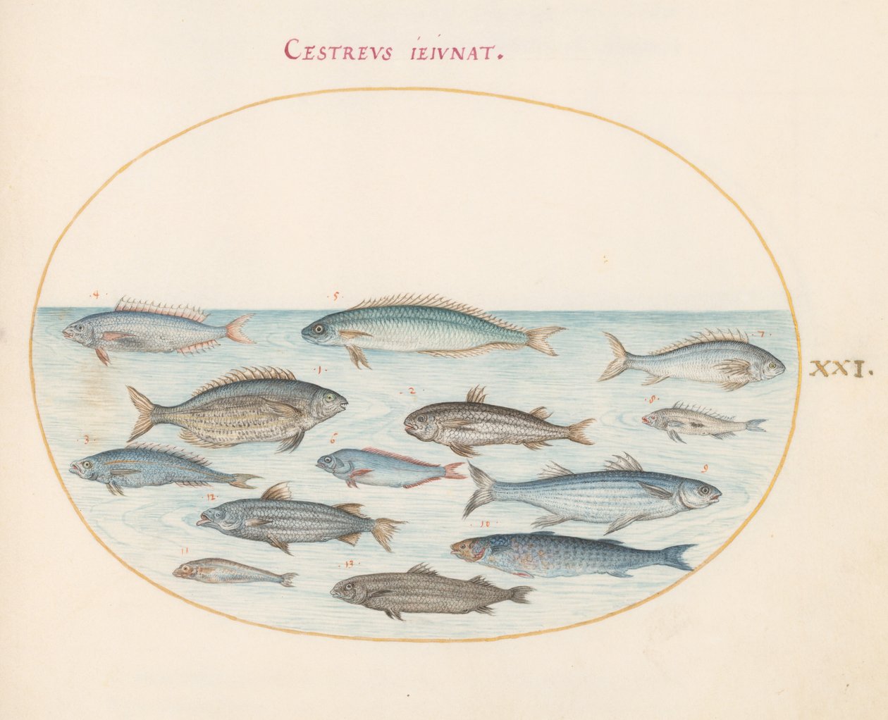 Tafel 21: Kabeljau(?) und andere Fische von Joris Hoefnagel