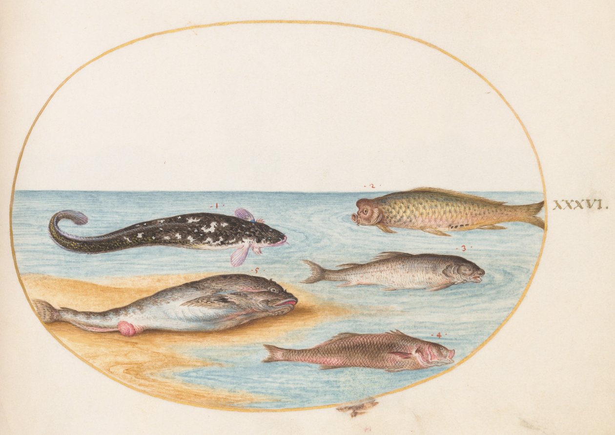 Tafel 36: Fünf Fische, darunter Karpfen(?) von Joris Hoefnagel