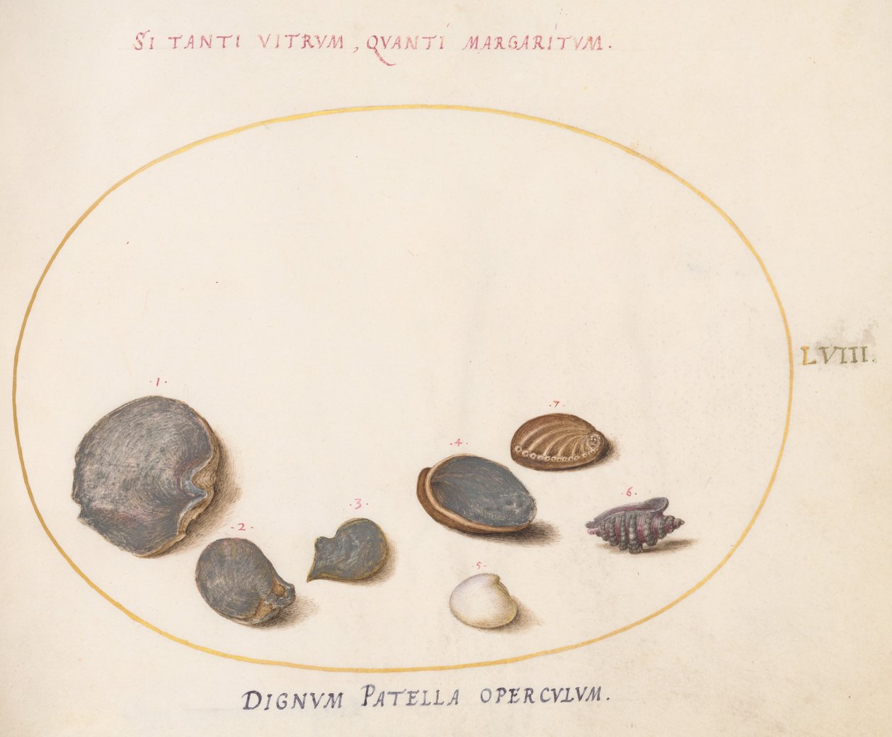 Tafel 58: Muscheln, einschließlich Abalone(?) von Joris Hoefnagel