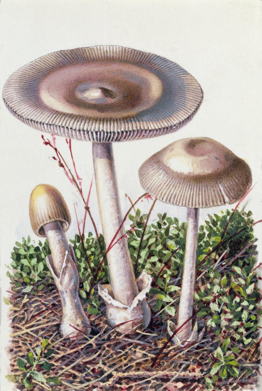 Studie eines Pilzes von Josef Fleischmann
