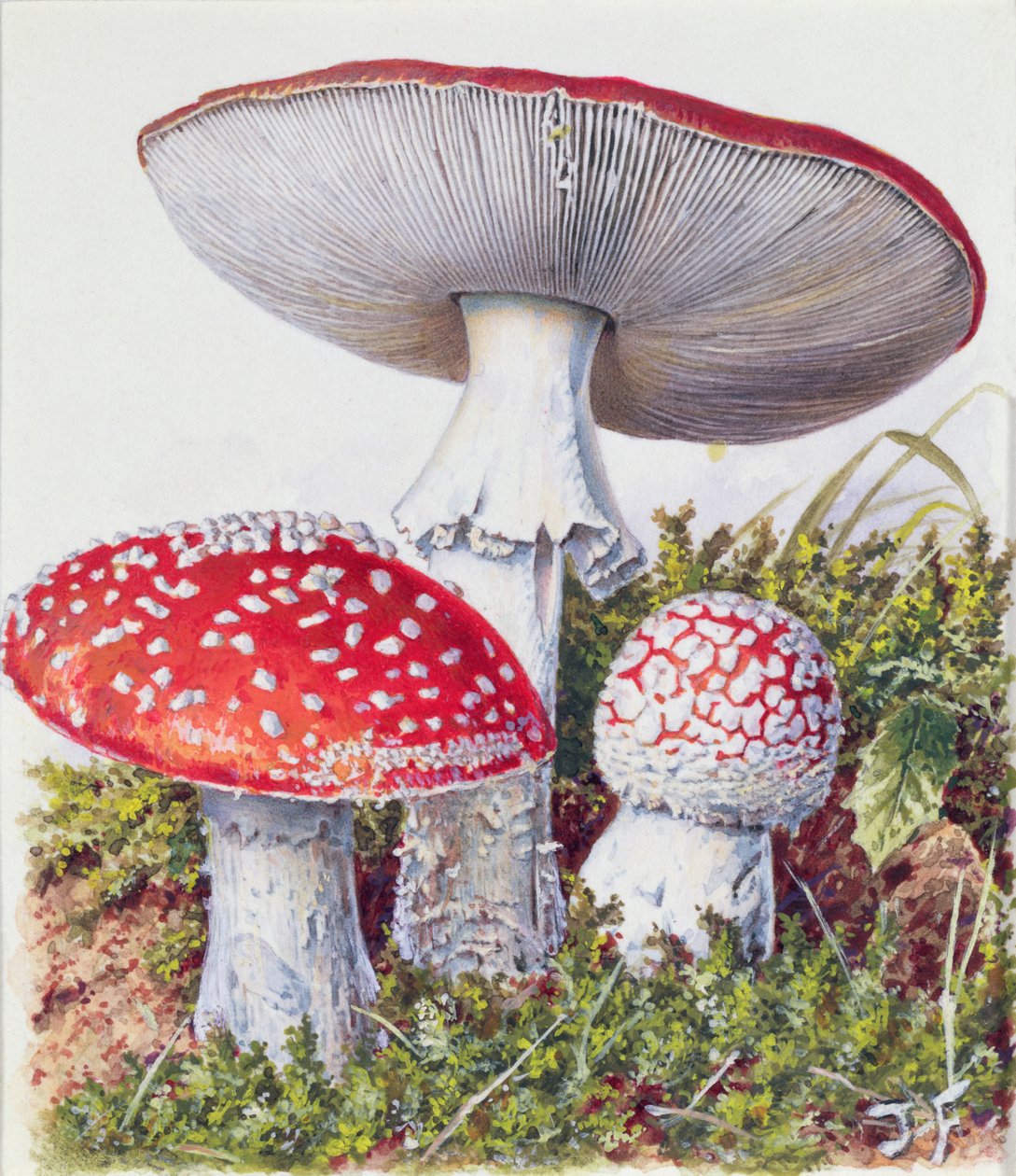 Studie eines Pilzes von Josef Fleischmann