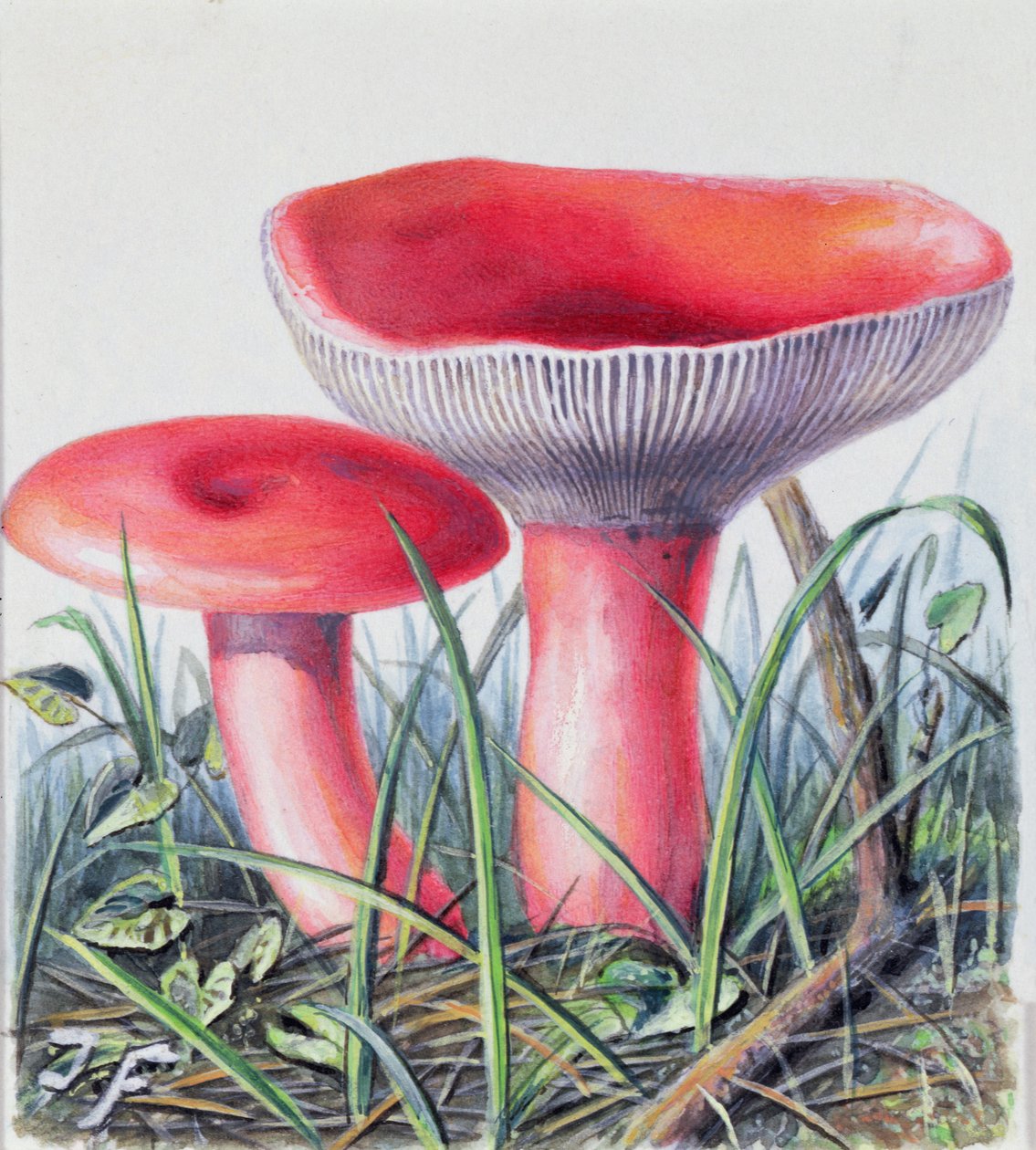 Studie eines Pilzes von Josef Fleischmann
